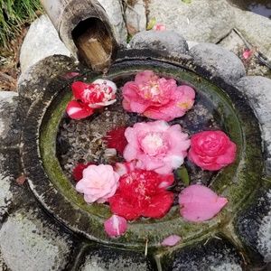 Meet your Posher, Krystal